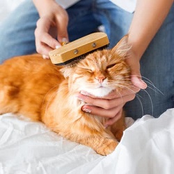 پانسیون و نگهداری حیوانات
