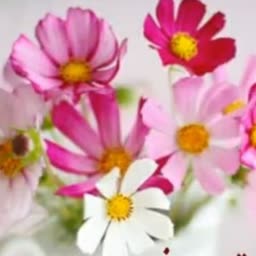 account-image