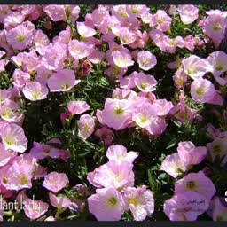 account-image