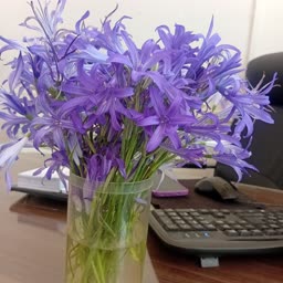 account-image