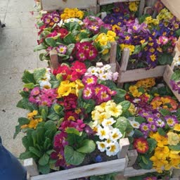 account-image