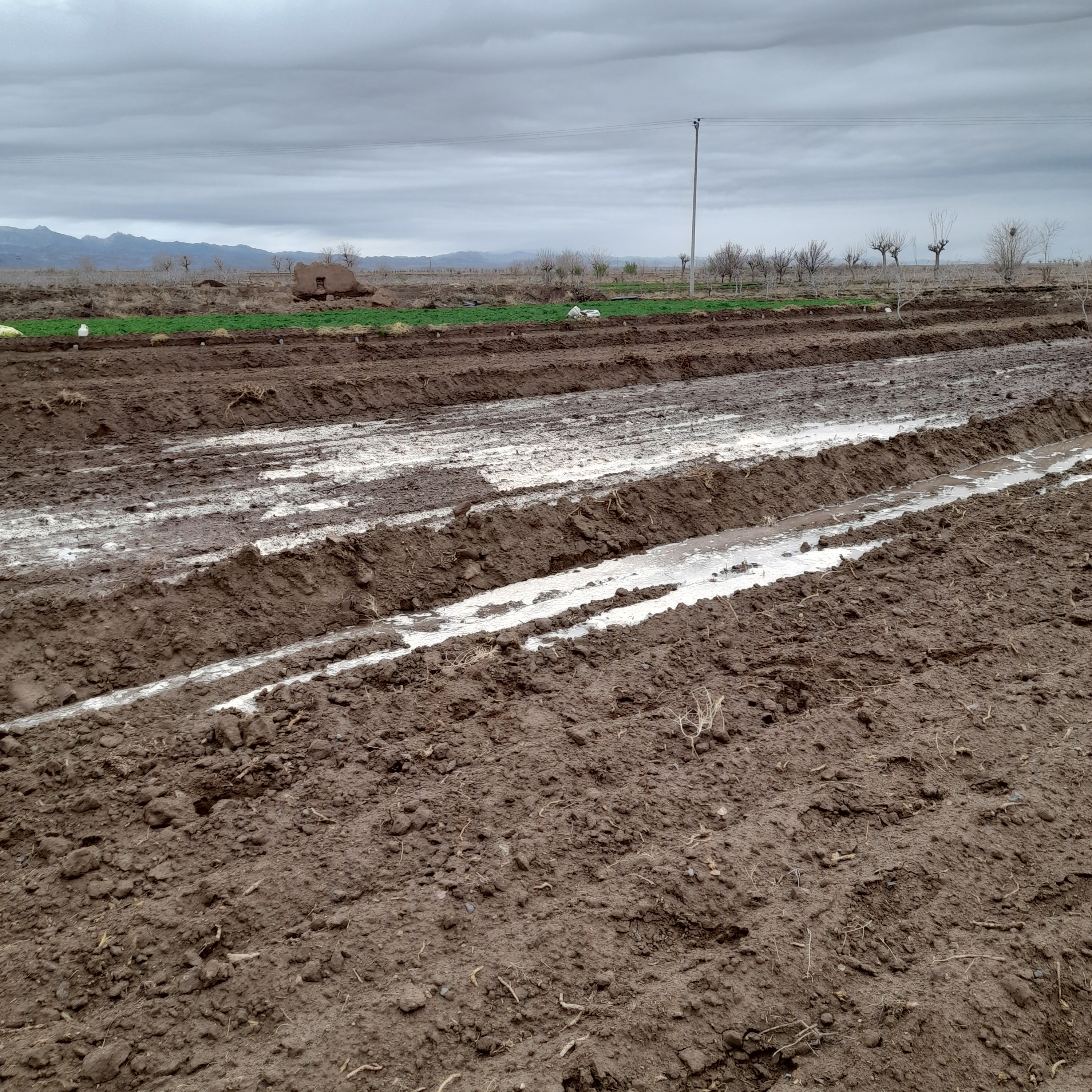 باغبانی و سمپاشی