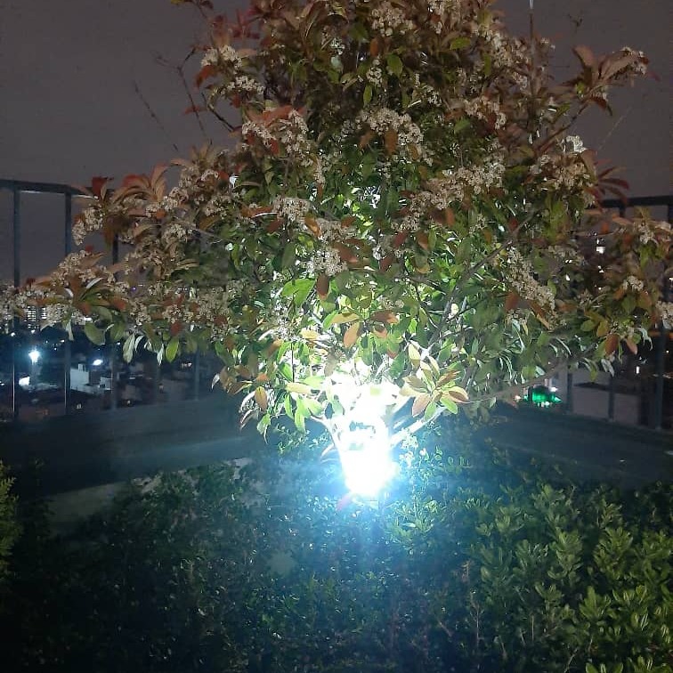 نورپردازی باغ و باغچه