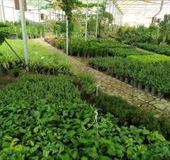 گلهای پرورش یافته