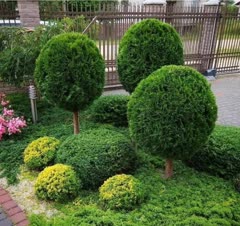 طراحی و اجرای فضای سبز