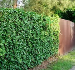 اجرای دیوار سبزgreen wall
