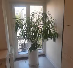 تعویض گلدان