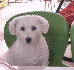 بلفی کوچولوی مهربون