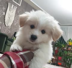 ویکی، مهمون کوچولوی خونه ما