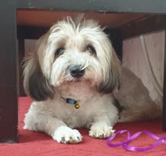 شادی دوست داشتنی من