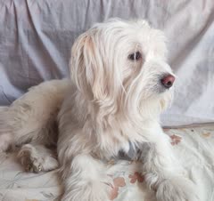 برفین نازنین،مهمون قشنگ خونه ما