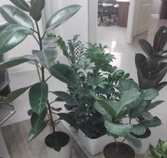 باغبانی سمپاشی