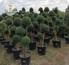 طراحی فضای سبز