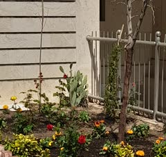 باغچه کاری،باغبانی