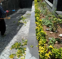 باغچه کاری هرس درختان