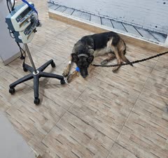 ویزیت تخصصی حیوانات خانگی