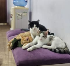 ویزیت تخصصی پیشی ها