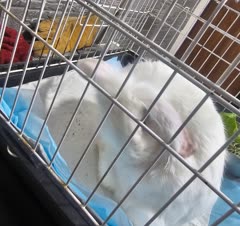 ویزیت اگزوتیک و خرگوش