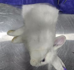 عقیم سازی و جراحی های تخصصی خرگوش