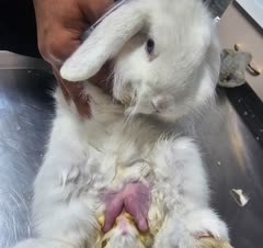 عقیم سازی و جراحی های تخصصی خرگوش