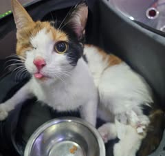 جراحی ارتوپدی گربه