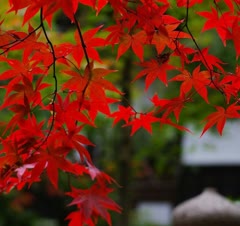 نصب لوستر و پرده