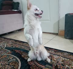 نشستن روی دوپا