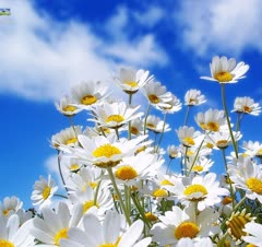 نصاب پرده، برقکار، تاسیسات ساختمان