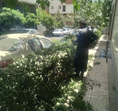 هرس تزیینی ترون جنت اباد با دستگاه شمشاد زنی