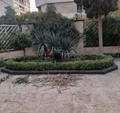 هرسکاری شمشاد