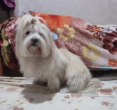 دنی، گل پسر مودب و خوش قیافه، مهمون خونه ما