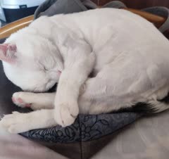 مهمون خشگل و ملوس ما، راحت خوابیده