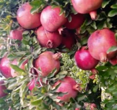 مهارت بسیار بالا در باغباني و پرورش و کاشت و نهال درخت و در زمان مناسب