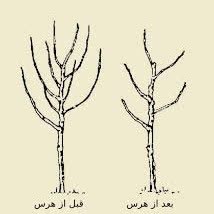 هرس کاری درخت در تبریز
