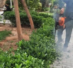 صفرتاصد خدمات باغبانی وسمپاشی  هرس وبرش درخت خشک