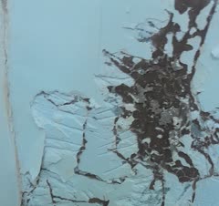 موریانه زدایی