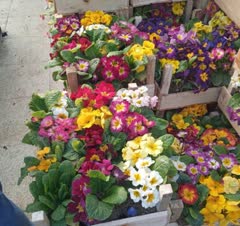 باغبانی و سمپاشی وهرس کاری بیل زدن باغچه