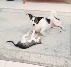 خوشایند و مقید سازی سگ 🐕‍🦺و گربه🐈