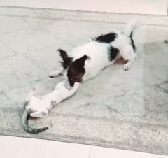 خوشایند و مقید سازی سگ 🐕‍🦺و گربه🐈