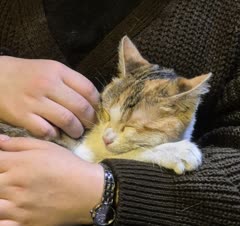 نگهداری از گربه در منزل