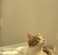 نگهداری از گربه در منزل