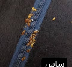 سمپاشی تخصصی ساس در تهران