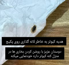 سمپاشی تخصصی کنه کبوتری