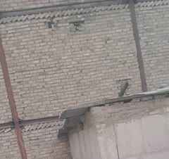 تعویض کفی و دیواره