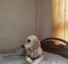گل پسر مهربون، مهمون خونه شادی
