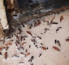 سم پاشی سوسک